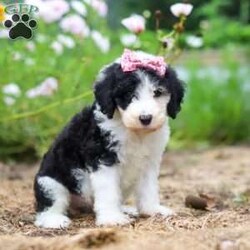 Grace/Sheepadoodle									Puppy/Female	/7 Weeks,Meet Grace, a very cute Sheepadoodle girl with an adorable face, a soft, fluffy coat, and a sweet personality that is sure to steal your heart! Grace is a happy and playful little girl who loves getting attention, playing with the people around her, and exploring her surroundings. She also enjoys plenty of cuddles and affection and is sure to grow into a wonderful, loving companion for her forever family. With her charming looks, gentle nature, and fun-loving personality, Grace is sure to bring lots of smiles, puppy kisses, and wonderful memories to her new home!