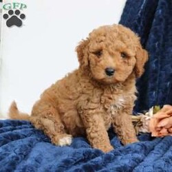 Juno/Mini Goldendoodle									Puppy/Male	/8 Weeks,Juno is an adorable mini Goldendoodle who is looking for his forever home. He has a laid back, friendly personality and seldom barks. He is played with daily by my young children and is very loved. Juno does great with going potty outside. He is vet checked, vaccinated, dewormed, and comes with a one year genetic health guarantee. To meet sweet Juno call or text Casondra, I would love to meet you.
