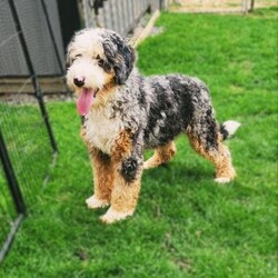 Hazel/Mini Bernedoodle									Puppy/Female	/August 5th, 2026,Meet our adorable bernedoodle puppy, Hazel! She is a sweetheart! Come meet Hazeĺ today and see that she may be the perfect fit for you! 