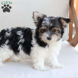 Cooper/Yorkie									Puppy/Male	/July 8th, 2026,Cooper is one of four in his litter, her approximate adult weight is 4 to 5 pounds.