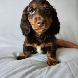 Adopt a dog:Minature Chocolate & tan Longhaired/Miniature Dachshund/Female/Sex: Male,Daisy had 4 healthy puppies on 31st July she is our family pet and all pups are brought up as part of our family. They are well socialised my daughter loves playing with them so they are used to being hamdled.