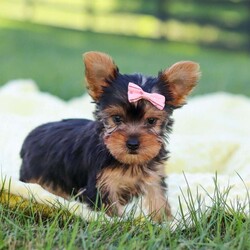 Macy/Yorkie									Puppy/Female	/9 Weeks