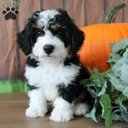marshall/Mini Bernedoodle									Puppy/Male	/8 Weeks,Meet this darling with his beautiful wavy coat and sweet and playful personallity !!                                                                                                                                                                                                                                                                                       Well socialized and loved from my children he will be ready to join in whatever adventure you may have in store for him!