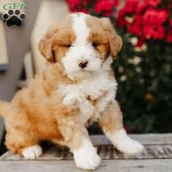 Rose/Mini Bernedoodle									Puppy/Female	/8 Weeks,Meet Rose! She is a beautiful, loving and darling Mini Bernedoodle. Rose is family raised with lots of love and well socialized with children. She will be vet checked and up to date with her vaccines. The mother’s name is Marcie, she is a Standard Bernedoodle. The father’s name is Taco, he is a Mini Bernedoodle that weighs 40lbs. Rose will make a playful family pet and loyal companion. Call us today to adopt her!