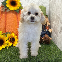Adopt a dog:Tina/Poodle/Female/,Hi, I'm Tina! I'm an 11-week-old female Poodle with a beautiful apricot coat, born on July 1. I am ready now to plan my trip to my forever family. Once I reach my adult size, I'm expected to weigh between -1–55 lbs. I'm AKC registered. I'm a curious pup who will make every day an adventure.
