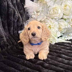 Adopt a dog:Thank you for reading my ad./Miniature Dachshund/Female/Sex: Mixed Litter,Thank you for reading my ad. Our 4 gorgeous puppies that are lovingly raised in our family home with around-the-clock care, ensuring they leave us happy, healthy and well socialised. We have 3 beautiful girls and 1 gorgeous boy.