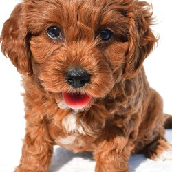 Bella/Cavapoo									Puppy/Female	/7 Weeks