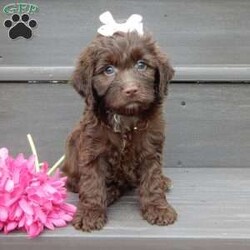 Molly/Cockapoo									Puppy/Female	/8 Weeks,Prepare to fall in LOVE!! My name is Molly and I would love to come home with you! I am sure with one look into my warm, sweet eyes and I’ll be sure I will have captured your heart already! I am very happy, playful and very kid friendly! I stand out above the rest with my beautiful chocolate coat and my sweet teddy bear face! Full of personality and always ready to give amazing puppy kisses, I would love to fill your home with all of my puppy love! I have been vet checked and I am up to date on vaccinations and dewormings and I will also come with a 1-year guarantee with the option of extending it to a 3-year guarantee. Shipping is available anywhere in the USA! My mother is Dixie, a sweet, loving 25# Cocker Spaniel, and my father is Cooper, our adorable 10# AKC genetic clear mini poodle! That makes me an F1 cockapoo and I will grow to approx. 13-18# and I will be hypoallergenic and nonshedding!! Why wait when you know I am meant to be yours? Call or text Martha to make me the newest addition to your family and get ready to spend a lifetime of tail wagging fun! (7% sales tax on in home pickups)