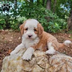 Hazel/Mini Bernedoodle									Puppy/Female	/August 5th, 2026,Meet our adorable bernedoodle puppy, Hazel! She is a sweetheart! Come meet Hazeĺ today and see that she may be the perfect fit for you! 