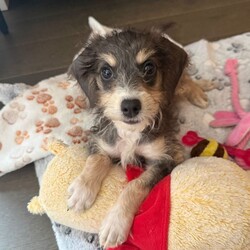 STUNNING TRI COLOUR MINI COCKAPOO PUP/Cockapoo/Female/Sex: Female,14-Week-Old Tri-Colour Mini Cockapoo —  Rehoming Due to Family Emergency