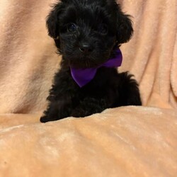  Gorgeous F1B Shihpoo Puppies Looking for Their Forever Homes /Shihpoo/Female/Sex: Mixed Litter,Our much-loved family dog Hershey has welcomed her second and final litter of 5 beautiful F1B Shihpoo puppies — 2 girls and 3 boys. 