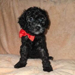  Gorgeous F1B Shihpoo Puppies Looking for Their Forever Homes /Shihpoo/Female/Sex: Mixed Litter,Our much-loved family dog Hershey has welcomed her second and final litter of 5 beautiful F1B Shihpoo puppies — 2 girls and 3 boys. 