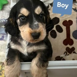 2 Pups left Show Cocker Spaniel Puppies/Cocker Spaniel/Female/Sex: Mixed Litter,Our Beautiful family dog Amara has had her first litter of 5 puppies. 2 girl and 3 boys.