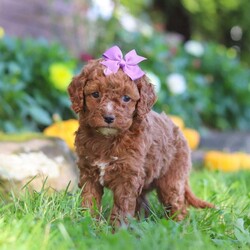 Sage/Cockapoo									Puppy/Female	/7 Weeks,Introducing an adorable F1B Cockapoo named Sage! This sweet girl is the definition of  sweet and lovable—always ready to greet people with tail wags and snuggles. She has a playful side too, especially when there’s a toy involved or a new spot to explore. With her soft, wavy coat and warm eyes, she knows exactly how to melt hearts. Whether it’s joining in on adventures or curling up for a cozy nap, this little one may just be the perfect little sidekick for your family!