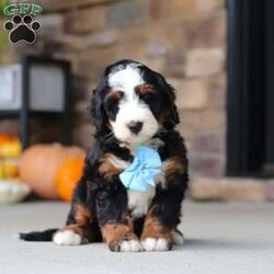 Ben/Mini Bernedoodle									Puppy/Male	/8 Weeks,Ben is a super sweet and friendly Mini Bernedoodle who is hard not to get attached to. He has a fun, playful personality and loves spending time with people. He enjoys exploring, playing, and getting plenty of attention, but he also has a gentle side and is always happy to settle down for some cuddles. Spend a little time with him and you’ll quickly see what a lovable little guy he is.