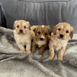 Adopt a dog:Cockapoo puppies /Cockapoo/Female/Sex: Female,Our gorgeous girl biscuit has had a beautiful litter of puppies, 1 girl and 2 boys to choose from. They are very playful with our children and are used to household noises. They are wormed and fleed up to date and have been microchipped.