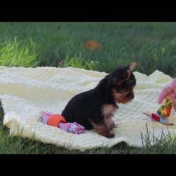 Macy/Yorkie									Puppy/Female	/9 Weeks,Hi, my name is Macy, and I’m a sweet little Yorkshire Terrier who is ready to bring lots of love, fun, and puppy kisses to my forever family! I’m a happy and playful girl who loves attention and enjoys being around people. I’ve been well socialized and given lots of love and care, helping me grow into a friendly and confident little companion.