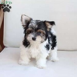 Cooper/Yorkie									Puppy/Male	/July 8th, 2026,Cooper is one of four in his litter, her approximate adult weight is 4 to 5 pounds.