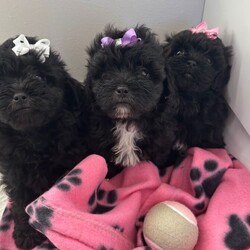 Adopt a dog:Gorgeous shihpoo puppies /Shihpoo/Female/Sex: Female,We so happy to announce are beautiful polly has had a gorgeous litter of 3 shihpoo puppies we have 3 adorable girls who was born on the 19th of July and are ready to go to there forever homes on the 14th of September once they’ve had there vaccinations and there microchips we are available for viewings now mum and dad can be viewed as well there both are adored family pets were so proud of them especially mum she has been amazing with her puppies she’s such a wonderful mum and dad is are very handsome and loved miniature poodle he’s DNA tested for  PRA (progressive Retinal Atrophy) and is clear meaning his puppies will not suffer from this disease. Are puppies are use to all household noises and children there very social puppies they love people and cuddles they will also leave with a puppy pack containing food, papers, toy, puppy pads and blanket with mothers scent. No deposits without viewing as we like to meet the potential new owners first also please don’t hesitate to ask any questions we’re more then happy to answer all of them.