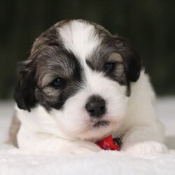 Adopt a dog:Nero/Shichon/Female/,Hi, I'm Nero! I'm a 5-week-old male Shichon. My dad is a Shih Tzu and my mom is a Bichon Frise. I have a beautiful brindle & white coat, and I was born on August 14. I'll be ready to go home to my forever family after October 9, once I'm grown enough to leave my litter. When I reach my adult size, I should weigh between 10–16 lbs. I'm ICA registered. I'm a cuddle expert and a professional tail-wagger.