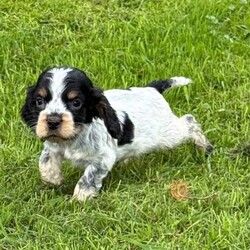 Show Type Cocker Spaniel puppies //Female/NaN,Absolutely gorgeous show  type Cocker Spaniel puppies.  Pure bred NOT KC registered.   Male and female available.   Puppies have had the best start in life and have been  socialising with other dogs, cats and children.   They are playful very loving.   Been to the vets for  check up, had 1st vaccination and microchip.  They  will  leave  with vet  card,  blanket,  toy and food.   Ready to leave now. 