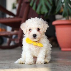 Rocky/Bichon Frise									Puppy/Male	/7 Weeks,Meet Rocky, an adorable AKC Bichon Frise puppy with a sweet personality, fluffy coat, and irresistible little face! Playful, affectionate, and curious, this lovable puppy enjoys exploring, playing with toys, and getting plenty of attention. With a gentle and happy nature, this little companion loves being around people and is sure to bring lots of love, fun, and cuddles to a forever home.