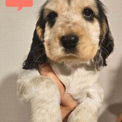 2 Pups left Show Cocker Spaniel Puppies/Cocker Spaniel/Female/Sex: Mixed Litter,Our Beautiful family dog Amara has had her first litter of 5 puppies. 2 girl and 3 boys.