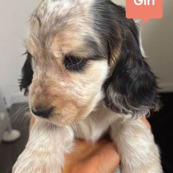 2 Pups left Show Cocker Spaniel Puppies/Cocker Spaniel/Female/Sex: Mixed Litter,Our Beautiful family dog Amara has had her first litter of 5 puppies. 2 girl and 3 boys.