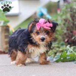 Bella/Yorkie									Puppy/Female	/9 Weeks,Bella is an adorable AKC Yorkshire Terrier puppy with a sweet expression, a beautiful soft coat, and a loving personality that is sure to steal your heart. She is playful, affectionate, and enjoys attention, exploring her surroundings, and spending time with the people around her. Her gentle, happy nature makes her a wonderful companion, and she is sure to bring plenty of love, joy, and companionship to her forever family.