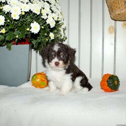 Marcie/Mini Aussiedoodle									Puppy/Female	/8 Weeks,Are you looking for a very small chocolate Aussiedoodle puppy? When Aussiedoodles range in size from tiny and adorable to huge and hyper we want you to know these puppies will be little and managable for their entire life! With a Toy Australian Shepherd as the mother and a Miniature Poodle father these cuties are just what you are looking for in a little Aussiedoodle! Each puppy comes up to date on shots and dewormer and is vet checked. Raised in our home with the mom as our beloved pet each puppy receives love and attention in our home until they join yours! Call us today to learn more! 