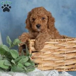 Jovial/Miniature Poodle									Puppy/Male	/6 Weeks,These sweet little puppies are looking for their forever homes! Who couldn’t use a little extra love from a furry friend? Puppy cuddles, puppy kisses, and playful little antics could be in your future!