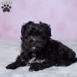 Oreo/Mini Aussiedoodle									Puppy/Male	/12 Weeks,Meet Oreo, an adorable Mini Aussiedoodle puppy who is ready to find his forever home! Oreo has been vet-checked and is up to date on all his shots, so he’s all set to begin his next adventure with his new family. With his cute looks and lovable Mini Aussiedoodle charm, Oreo would make a wonderful addition to a loving home. He’s ready to meet his new family and start making memories together!