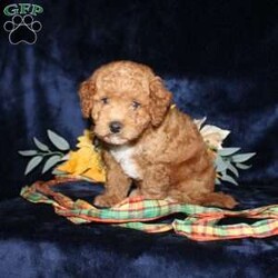 Abner/Mini Goldendoodle									Puppy/Male	/9 Weeks,Say hello to this adorable Mini Goldendoodle puppy who is being spoiled with lots of attention and love! The mom Alyssa is a Mini Goldendoodle and the dad Dewey is a Miniature Poodle. Each puppy comes up to date on shots and dewormer and will be vet checked before going home. This puppy is very smart and has such a soft hypoallergenic coat! Please call Annie today (no texting) to learn how you can bring home one of these perfect puppies!