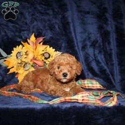 Cassie/Mini Goldendoodle									Puppy/Female	/7 Weeks,Meet this adorable Micro Mini Goldendoodle puppy who will stay very small! With parents weighting only 13 and 15lbs this cutie will stay small and look like a puppy forever! This puppy comes up to date on shots and dewormer and vet checked. Are you concerned about purchasing a healthy puppy? The mother is health tested and clear for Goldendoodle health issues! To learn how you can make this puppy your own contact us today!