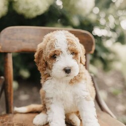 Sadie/Mini Bernedoodle									Puppy/Female	/July 25th, 2026,Meet our cuddly little mini bernedoodles who will steal your heart with their adorable curls and sweetness! 