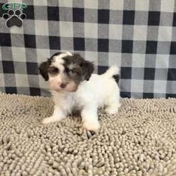 Hank/Havanese									Puppy/Male	/July 15th, 2026,Meet Hank a sweet little ACA Reg. Havanese puppy, Vet checked and shots are up to date.      contact us to make him your own. 