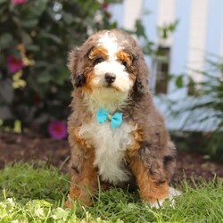 Adrian/Mini Bernedoodle									Puppy/Male	/10 Weeks,Hi, I’m Adrian! I’m a very cute Mini Bernedoodle puppy with an adorable face, a soft, fluffy coat, and a sweet personality that is sure to make you smile. I’m playful, affectionate, and love getting attention, exploring my surroundings, and spending time with the people around me. I enjoy playtime, cuddles, and being part of the fun, and I can’t wait to bring lots of love, happiness, and puppy kisses to my forever family!
