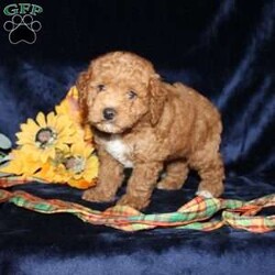 Abner/Mini Goldendoodle									Puppy/Male	/9 Weeks,Say hello to this adorable Mini Goldendoodle puppy who is being spoiled with lots of attention and love! The mom Alyssa is a Mini Goldendoodle and the dad Dewey is a Miniature Poodle. Each puppy comes up to date on shots and dewormer and will be vet checked before going home. This puppy is very smart and has such a soft hypoallergenic coat! Please call Annie today (no texting) to learn how you can bring home one of these perfect puppies!