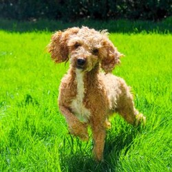 Beauty-F1B/Cavapoo									Puppy/Female	/August 14th, 2026,Beauty is a playful Cavapoo puppy who is so affectionate and sweet! This lovable little one is up to date on shots and de-wormer plus has been seen by a vet. Beauty comes home with a health guarantee provided by the breeder as well. This wiggly pup is family raised and well socialized. Beauty will love being by your side!
