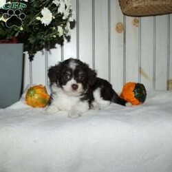 Marcie/Mini Aussiedoodle									Puppy/Female	/8 Weeks,Are you looking for a very small chocolate Aussiedoodle puppy? When Aussiedoodles range in size from tiny and adorable to huge and hyper we want you to know these puppies will be little and managable for their entire life! With a Toy Australian Shepherd as the mother and a Miniature Poodle father these cuties are just what you are looking for in a little Aussiedoodle! Each puppy comes up to date on shots and dewormer and is vet checked. Raised in our home with the mom as our beloved pet each puppy receives love and attention in our home until they join yours! Call us today to learn more! 