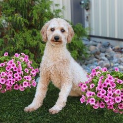 Cassie/Mini Goldendoodle									Puppy/Female	/7 Weeks,Meet this adorable Micro Mini Goldendoodle puppy who will stay very small! With parents weighting only 13 and 15lbs this cutie will stay small and look like a puppy forever! This puppy comes up to date on shots and dewormer and vet checked. Are you concerned about purchasing a healthy puppy? The mother is health tested and clear for Goldendoodle health issues! To learn how you can make this puppy your own contact us today!