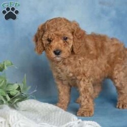 Jovial/Miniature Poodle									Puppy/Male	/6 Weeks,These sweet little puppies are looking for their forever homes! Who couldn’t use a little extra love from a furry friend? Puppy cuddles, puppy kisses, and playful little antics could be in your future!