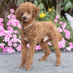 Allen/Cavapoo									Puppy/Male	/11 Weeks,Allen is a curly-haired Cavapoo boy with lots of white on his chest! He is ready to join you as you relax around the campfire, give you puppy kisses, or join you on a long walk!