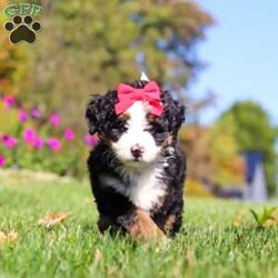 Bena/Mini Bernedoodle									Puppy/Female	/6 Weeks,Hi, I’m Bena! I’m a precious Miniature F1 Bernedoodle with an adorable face, a soft, fluffy coat, and a sweet, loving personality. I’m playful, affectionate, and curious, and I love spending my days exploring, playing with toys, and soaking up lots of attention. I have a gentle, happy nature and enjoy being around people. With my charming personality and irresistible good looks, I’m sure to bring plenty of love, fun, and happiness to my forever family!