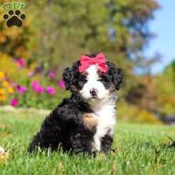 Bena/Mini Bernedoodle									Puppy/Female	/6 Weeks,Hi, I’m Bena! I’m a precious Miniature F1 Bernedoodle with an adorable face, a soft, fluffy coat, and a sweet, loving personality. I’m playful, affectionate, and curious, and I love spending my days exploring, playing with toys, and soaking up lots of attention. I have a gentle, happy nature and enjoy being around people. With my charming personality and irresistible good looks, I’m sure to bring plenty of love, fun, and happiness to my forever family!