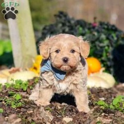 Enzo/Maltipoo									Puppy/Male	/7 Weeks,Hi, I’m Enzo! I’m a very cute Maltipoo puppy with an adorable face, a soft, fluffy coat, and a sweet, lovable personality. I’m playful, curious, and always ready to explore my surroundings, play with toys, and enjoy lots of love and attention. I can’t wait to meet my forever family and fill their home with cuddles, fun, and plenty of happy memories. I’m looking forward to finding my new best friend and sharing so many wonderful adventures together!