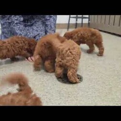 Reba/Cavapoo									Puppy/Female	/9 Weeks,These sweet little Cavapoo puppies are full of life, love, and fun, and they’re looking for someone special to share it all with! They are playful, affectionate, and always ready for an adventure. But once playtime is over, these little sweethearts are all about the snuggles!