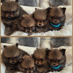 Three beautiful boys pomeranian puppies left  //Female/NaN, Beautiful Pomeranian Puppies – Excellent Champion Bloodlines 