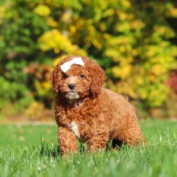 Sage/Cockapoo									Puppy/Female	/11 Weeks