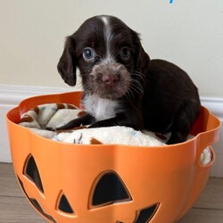 Adopt a dog:3 HANDSOME BOYS NEED A HOME//Female/NaN,Our gorgeous family pet Bonnie has given birth to 7 stunning pups! 2 gorgeous girls and 5 handsome boysWe are so proud of our girl! They are currently 7 weeks old and ready to go on the 15th October 2026 but we are currently taking viewings, by the time of collection they will be fully health checked and up to date with their vaccinations and wormed and flead. When they go to their forever homes you will be provided with a toy and a blanket with the smell of mum on for comfortWe have paper work for dad if you wish to see he is a pedigree and has been dna checked also!! Get in contact soon as they will not be available for long!!
